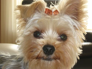 Head, Loop, Yorkshire Terrier