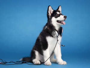 HEADPHONES, Husky