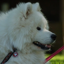 Heart teddybear, Leash, Samojed