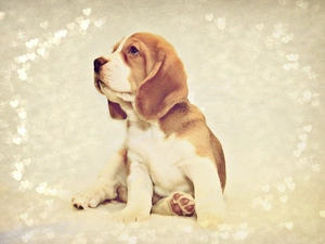hearts, Beagle, background