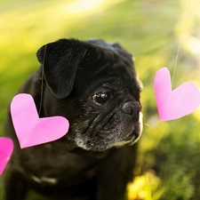 hearts, pug, dog