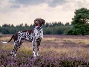 dog, trees, viewes, heather