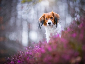 dog, The look, heathers, Alpine Dutch