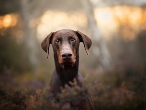 fuzzy, heathers, muzzle, Doberman, dog