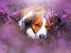 heathers, dog, muzzle