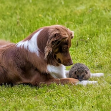 hedgehog, Bearded collie, Brown, dog