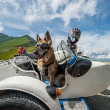 Glasses, helmet, German Shepherd, Funny, motor-bike