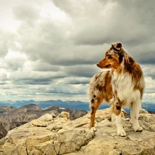 Herding Dog, Australian, Mountains, Sky