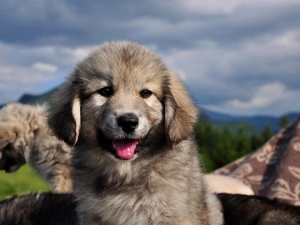 dog, Puppy, landscape, honeyed