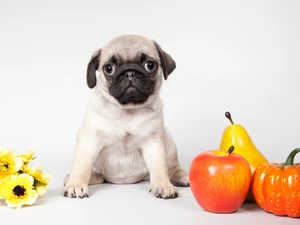 honeyed, Puppy, pumpkin, Flowers, Truck concrete mixer, pug, dog, Apple