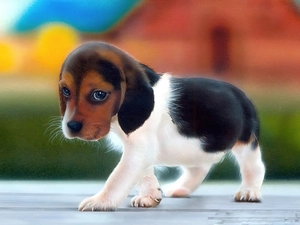 small, doggy, Beagle, honeyed