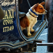 horse, tail, dog, TAXI
