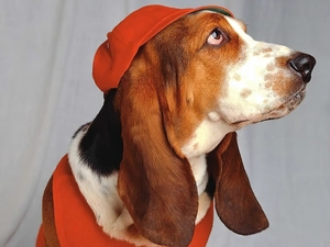 Bonnet, dog, red hot