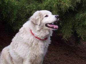 Tatra Sheepdog, red hot, dog-collar, Teeth