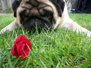 rose, pug, red hot