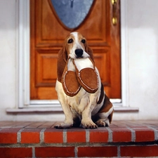 Basset Hound, slippers