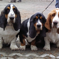 Basset Hound, Three