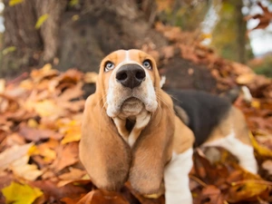 Leaf, dog, Basset Hound