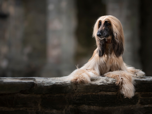 ledge, dog, Afghan Hound