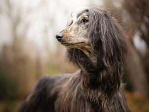 muzzle, dog, Afghan Hound