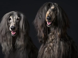 Afghan Hounds, Black, background, portrait