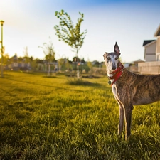 grass, house, dog