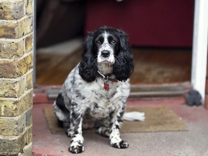 front, house, Spaniel, English, Cocker
