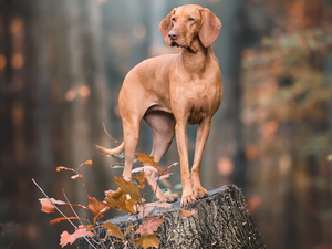 stump, Leaf, dog, Hungarian Shorthaired Pointer, Brown
