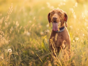 dog, muzzle, Meadow, Hungarian Shorthaired Pointer