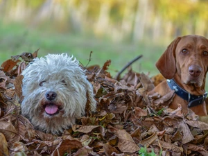 Two cars, Puli, Hungarian Shorthaired Pointer, Dogs