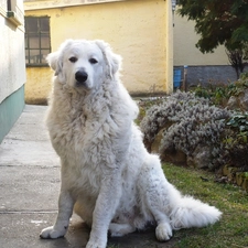 Shepherd Hungarian Kuvasz