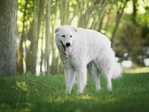 trees, viewes, Shepherd Hungarian Kuvasz, grass, dog