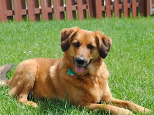 grass, Hurdle, Broholmer, Tounge, dog