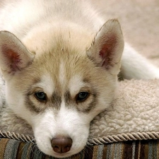 Husky, Puppy, Blanket, lying