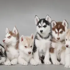 Husky, puppies