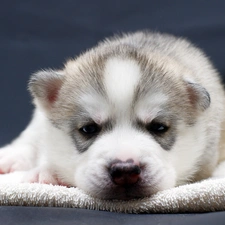 Puppy, Husky, honeyed