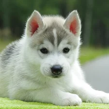 Husky, Puppy