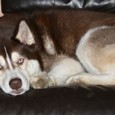 Siberian Husky, Brown