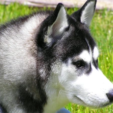 Siberian Husky, Head