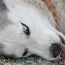 Siberian Husky, Tounge