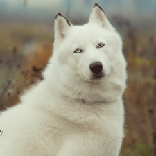 Siberian, Husky, White