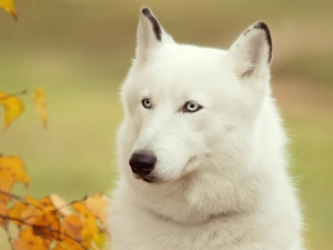 Siberian, Husky, White