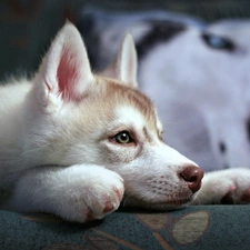 Siberian Husky, young