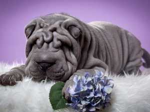 dog, Colourfull Flowers, hydrangea, Shar Pei