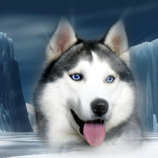 ice, Mountains, Siberian, Husky