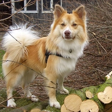 The Icelandic Sheepdog