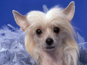 inese Crested Dog, mouth, White