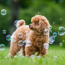 interesting eyes, grass, dog, poodle