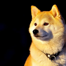 Inu, dog-collar, dog