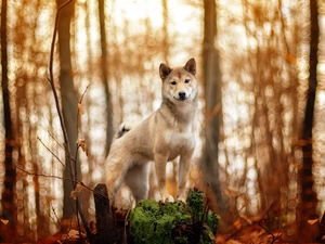 viewes, forest, Shiba inu, trees, dog